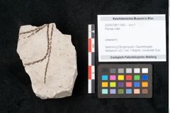 Foto (Objekt + Etikett) von Plantae indet.  (NHMW-GEO-2024-0188-11569)